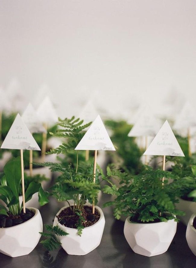 White Geometric Pots Green Plants