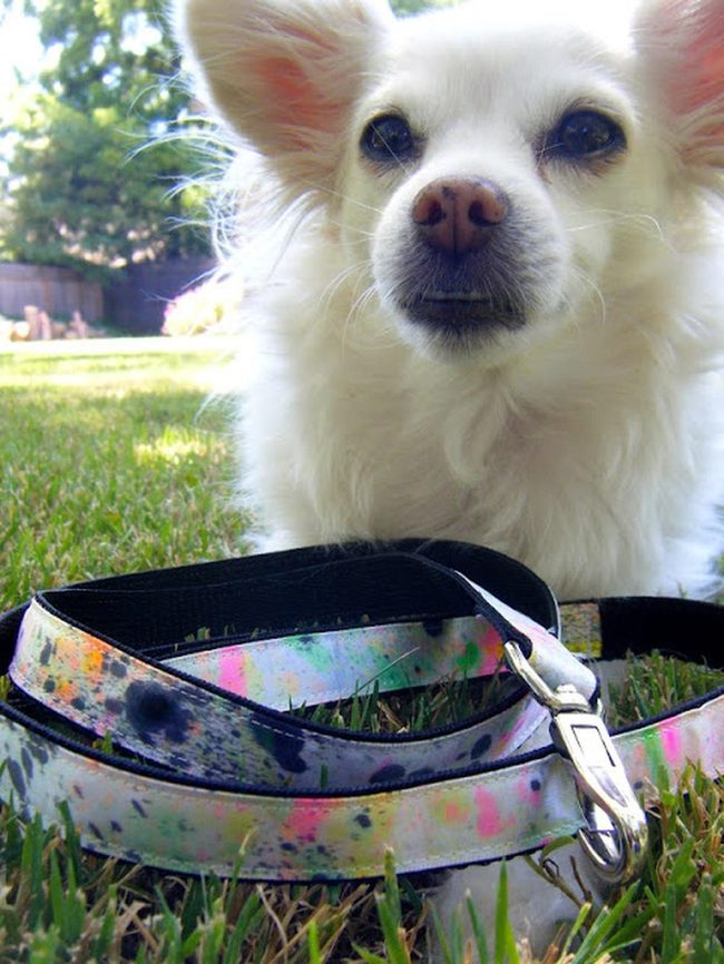Fluffy White Dog Sunlit Yard