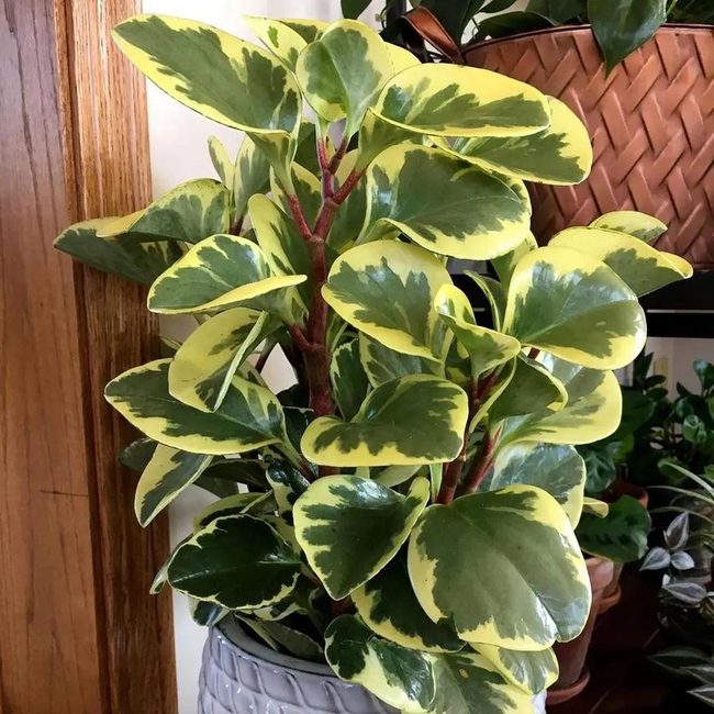 Glossy Green Leaf Companion