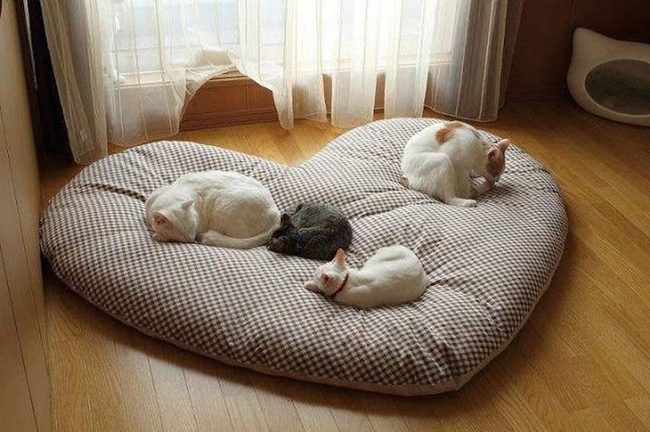 Four Cats, One Checkered Cushion