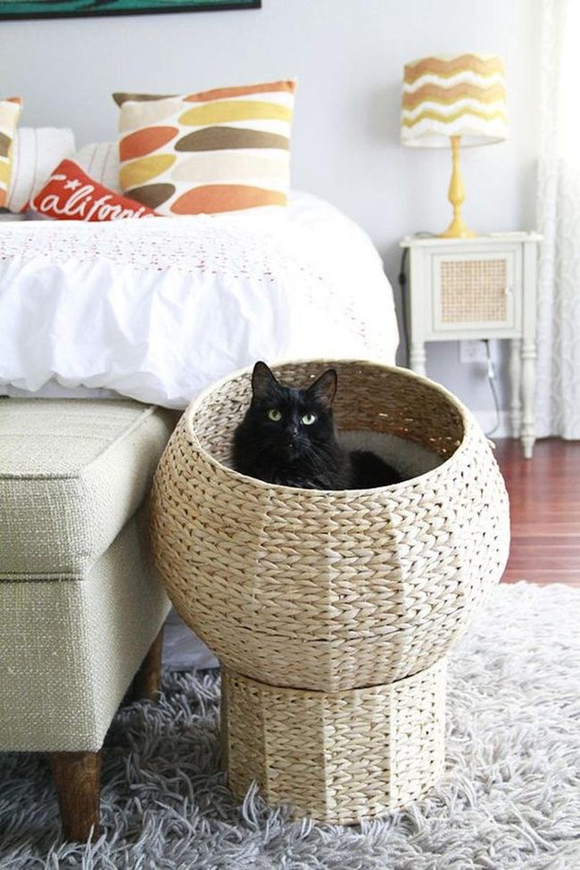 Black Cat, Patterned Pillows, Wood Floors