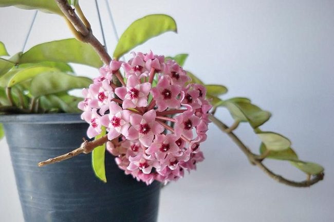 Glossy Green Fragrant Simplicity