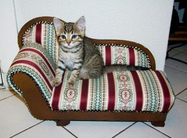 Striped Kitten Red Upholstered Sofa
