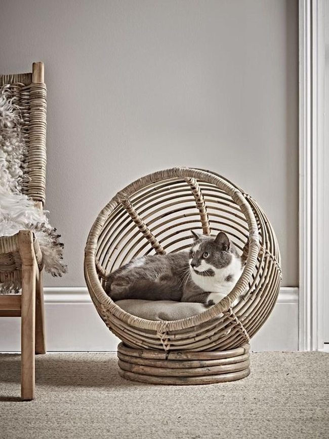 Sunlit Wicker Chair Nap