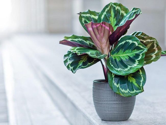 Patterned Leaves, Air-Purifying Green
