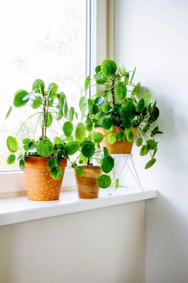 Round-Leafed Green Coin Plant