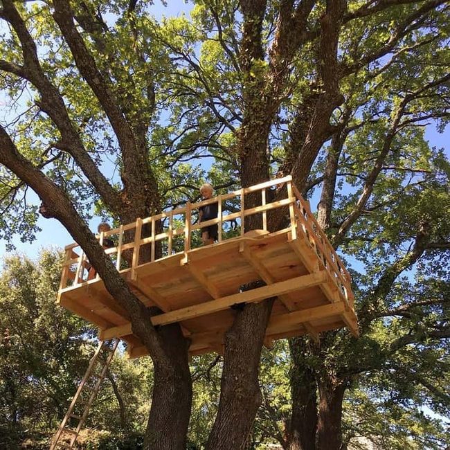 Forest Canopy Viewing Platform
