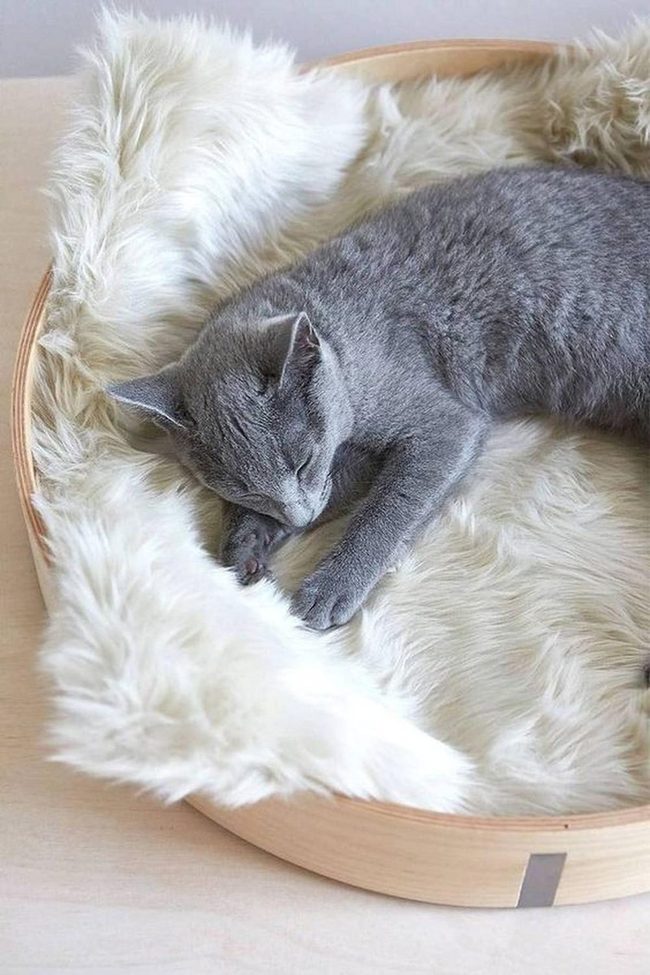 Gray Cat, White Fur, Wooden Dreams