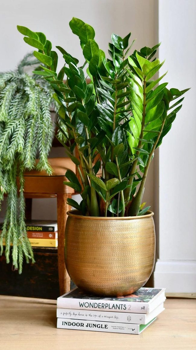 Glossy Green Bedroom Plant