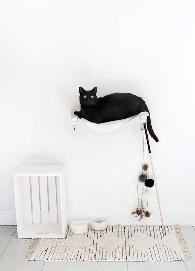 Black Cat White Retreat