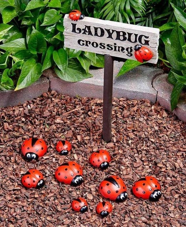 Red Spotted Garden Beetles
