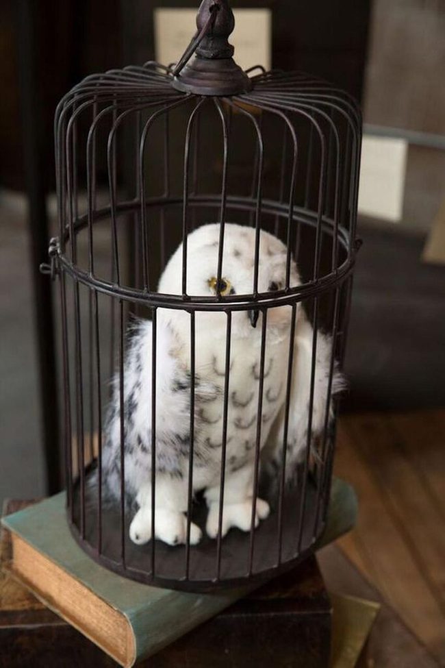 White Owl In Metal Cage