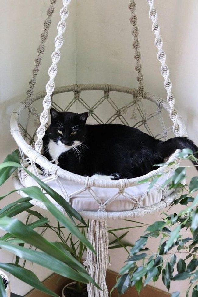 Cat In Rope Hanging Chair