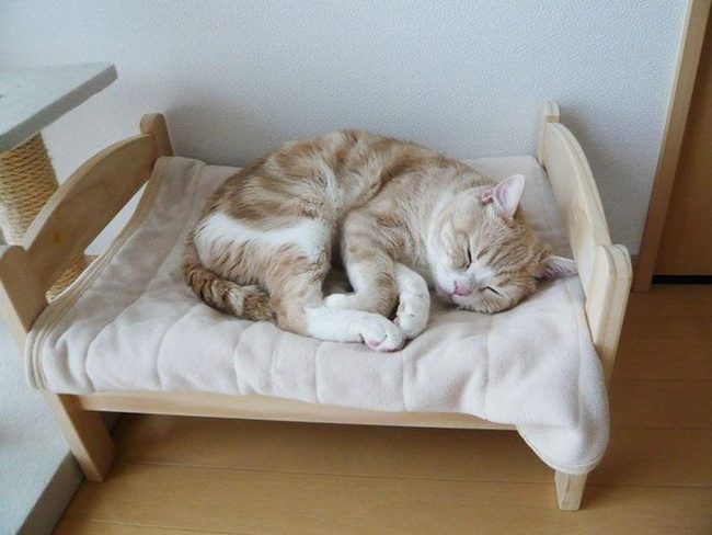 Cream Bedding Wooden Pet Bed