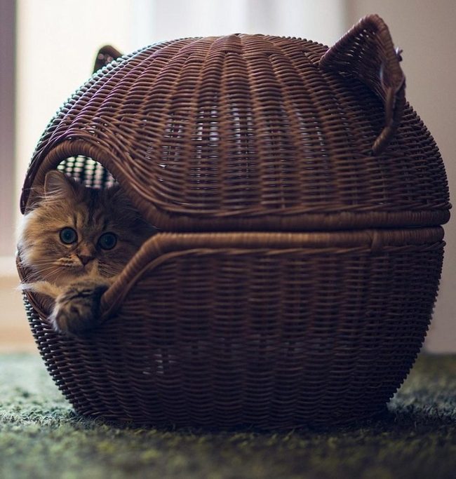 Kitten In Wicker Basket
