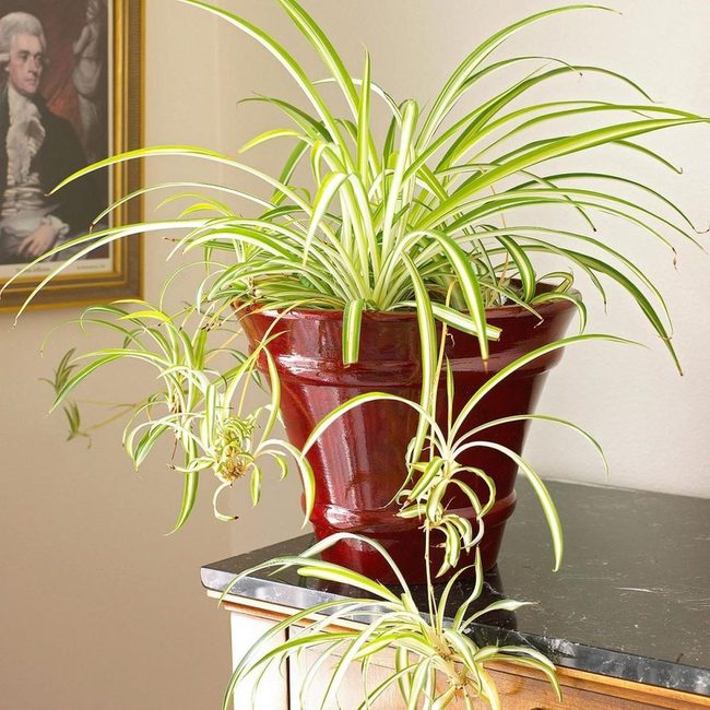 Green And White Spider Plant