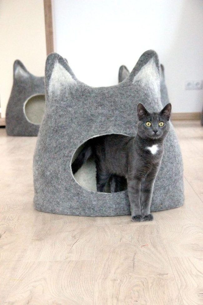 Gray Cat Head With Golden Eyes