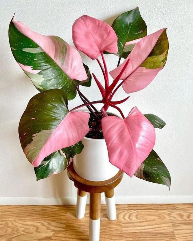 Pink Philodendron Heart Leaves