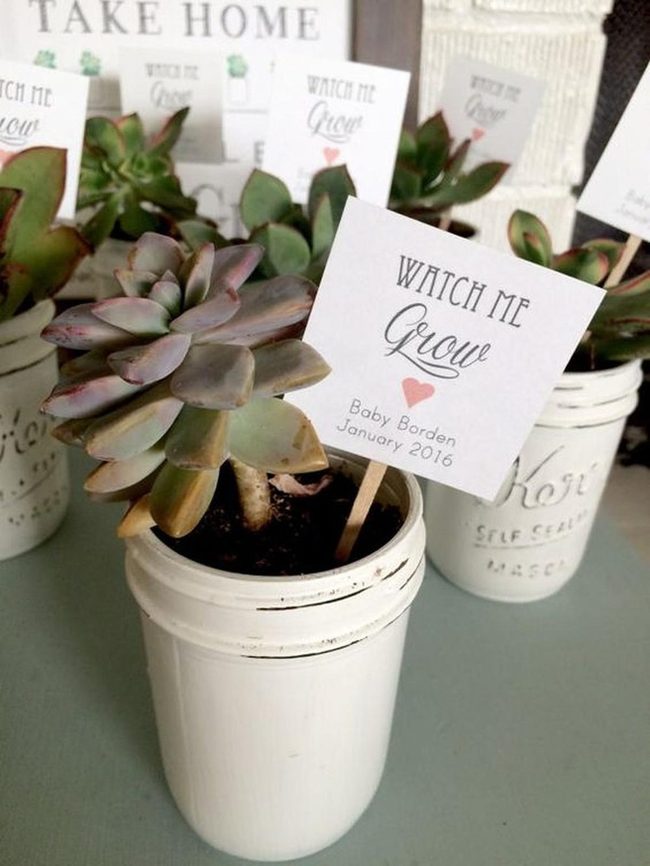 Green Succulents In Vintage Whites