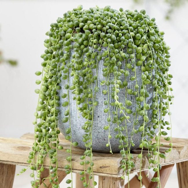 Cascading Pearl Succulent Strands
