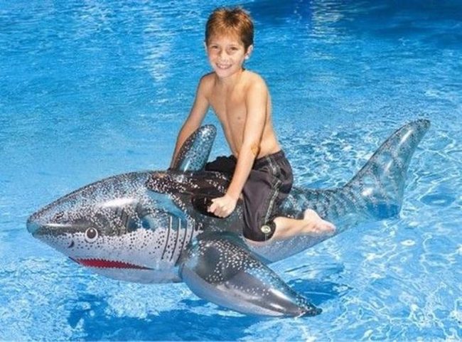 Gray Shark Blue Water Joy