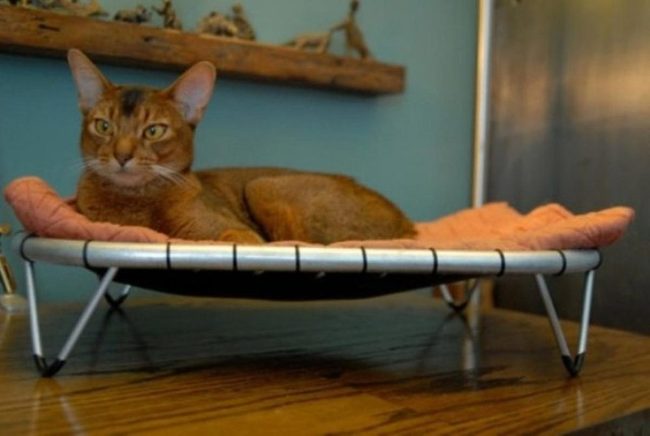 Orange Cushion Cat Corner