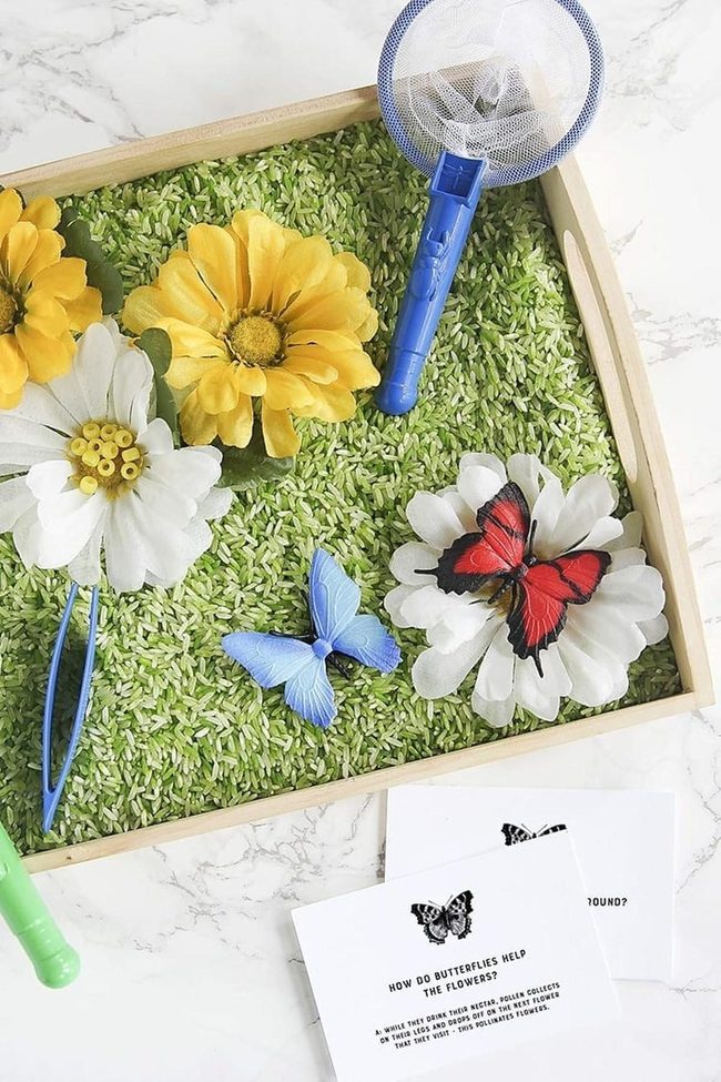 Green Rice Butterfly Discovery
