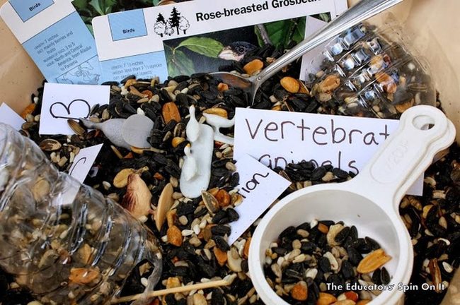 Natural Seeds With Toy Birds