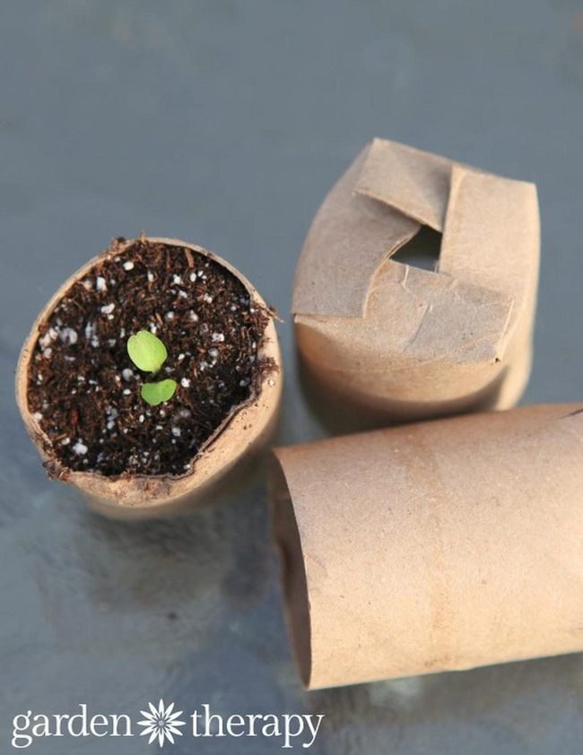 Brown Paper Seedlings Rising
