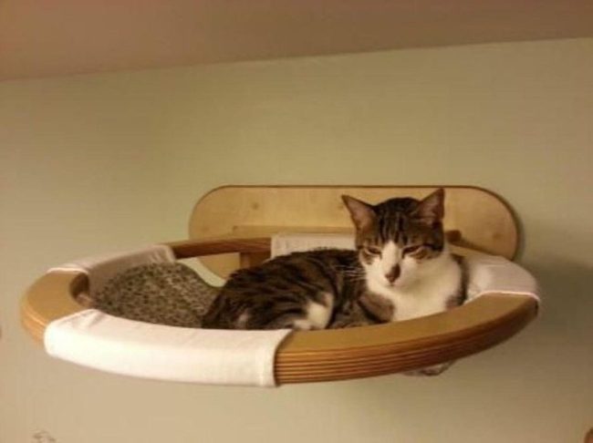 Curved Wood Cat Perch