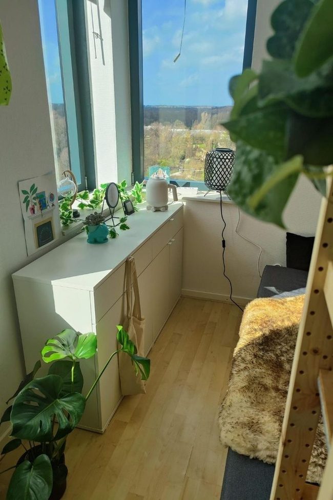 Best Dorm Room Plants