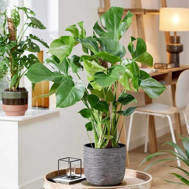 Perforated Green Foliage Statement