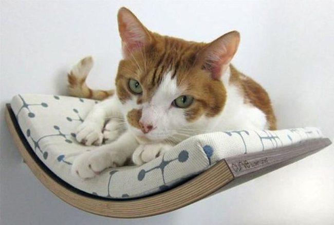 Orange Cat Wall Perch