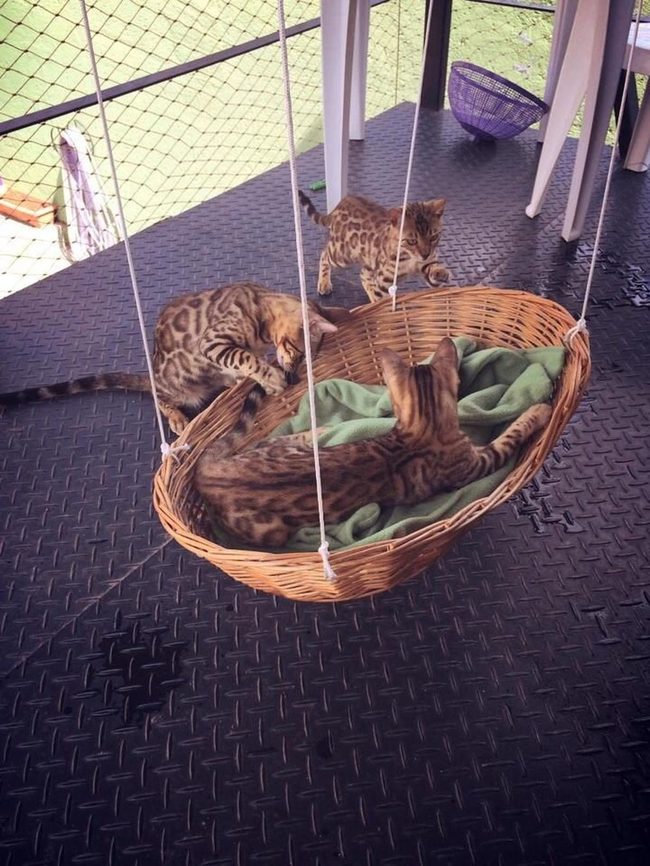 Sunny Balcony Cat Swing