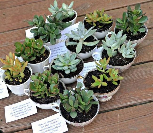 Succulents In Vintage Teacups