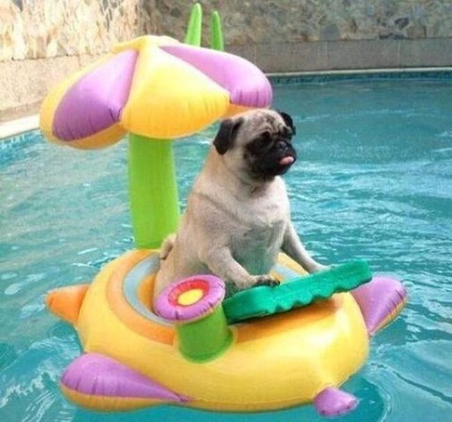 Pugs On Flower Pool Floats