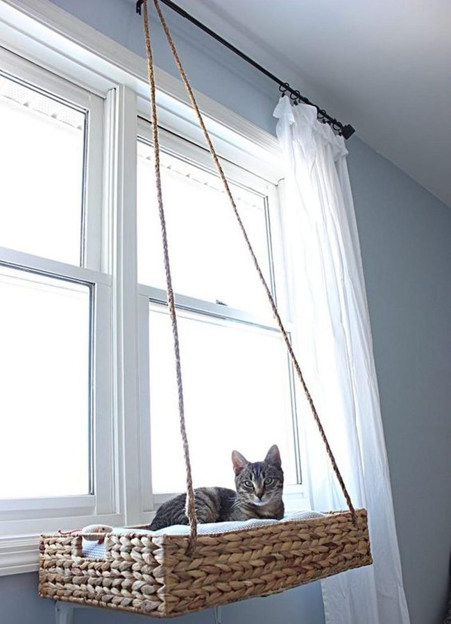 Sunlit Cat In Woven Basket