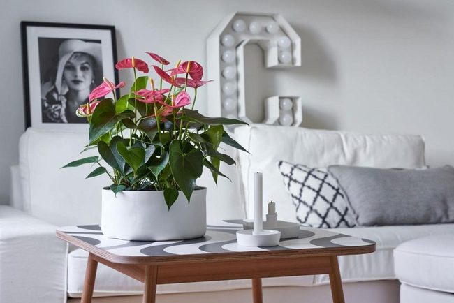 Red Heart-Shaped Tropical Blooms