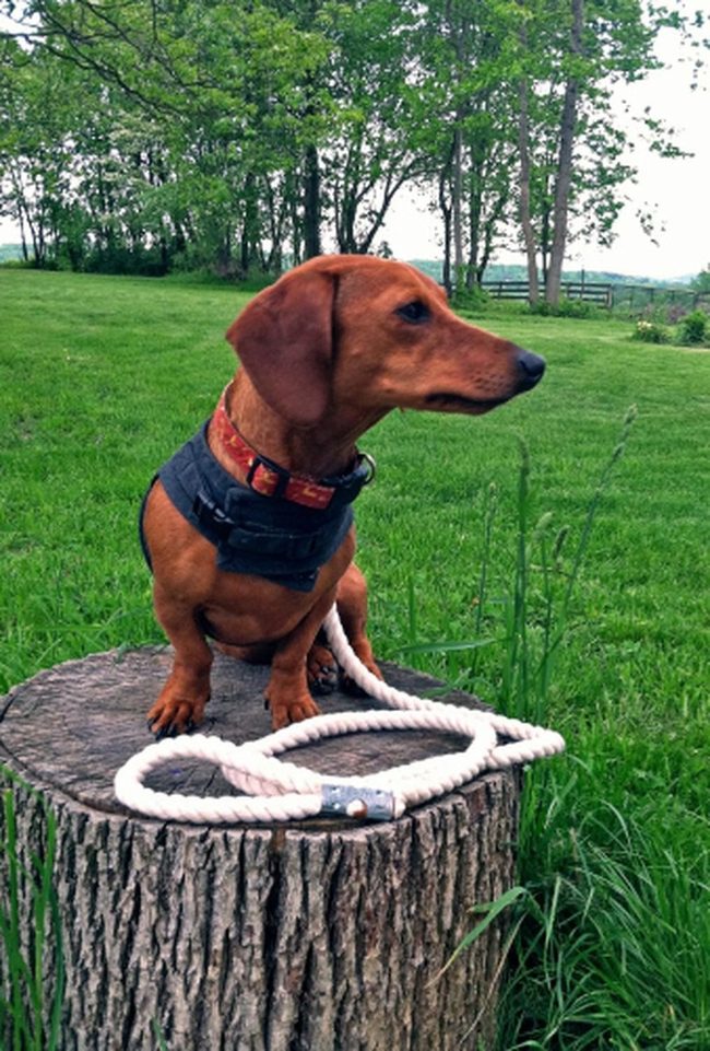 Brown Dog Red Collar Stump