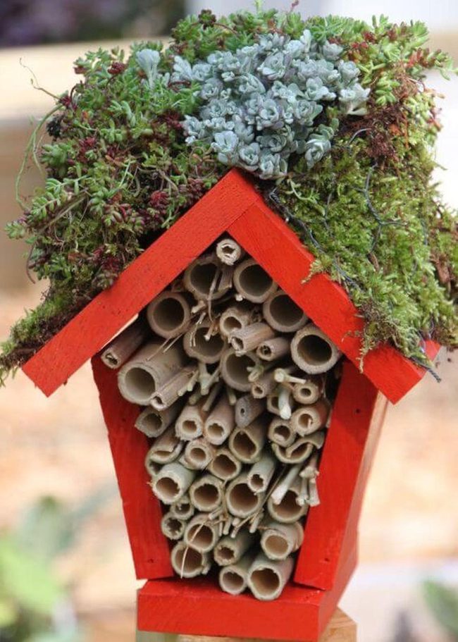 Ladybug Hotel With Succulents