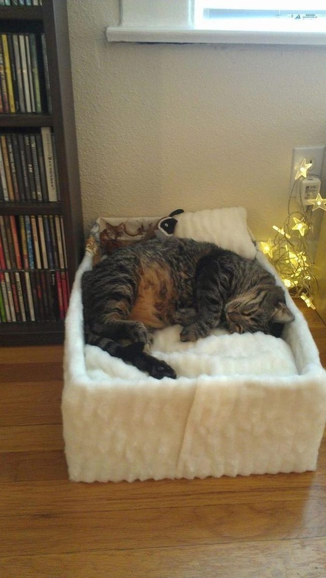 Cream Wall Cat Nook