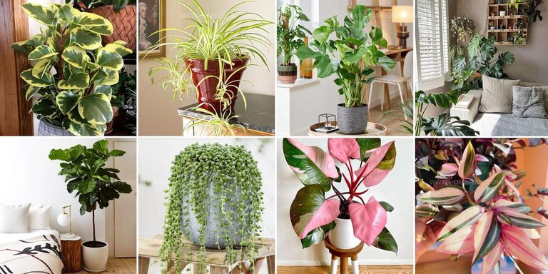 3567043 Girls Room Houseplant Ideas