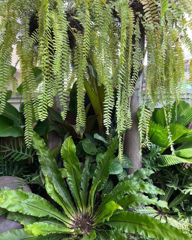 Fern Sanctuary