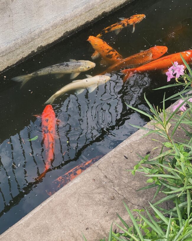 Narrow Koi Pond Running Along a Pathway