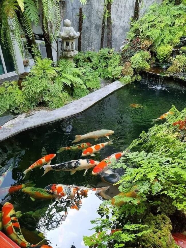 Japanese-Inspired Koi Pond Accented by a Lantern