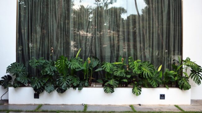 Monstera-Infused Window Garden