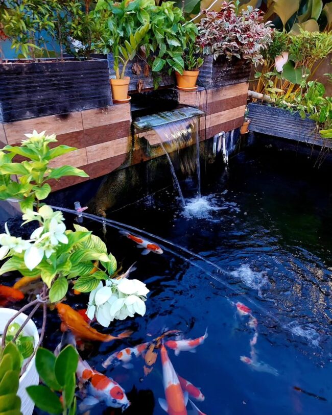 Elevated Koi Pond with an Overflow Waterfall